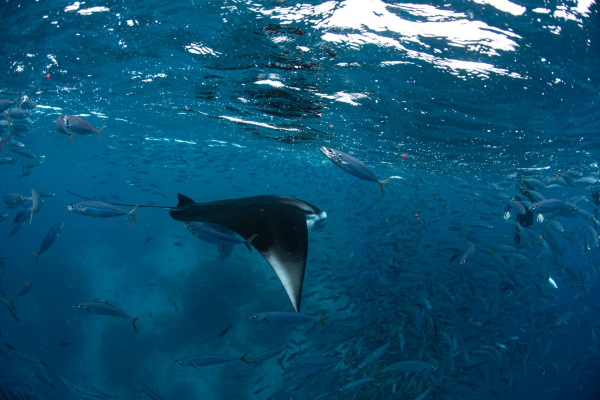 FII Maldives Freediving Camp 2026 camp